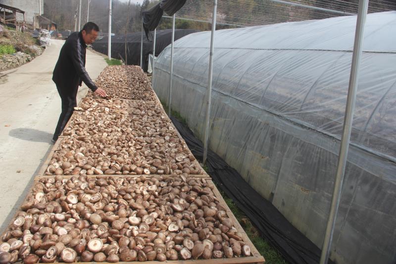 沙河乡：特色产业复工复产  护航脱贫行稳致远