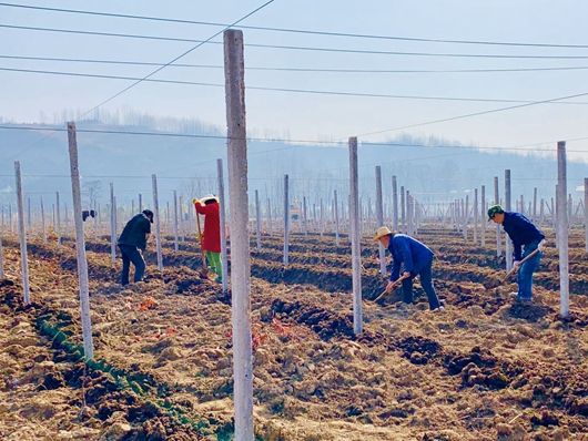 化龙堰镇：聚焦“三个紧盯” 大力发展产业扶贫