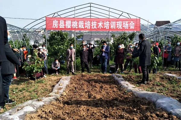 房县举办樱桃种植技术培训