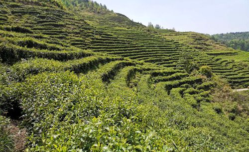 桂坪村：茶叶扶贫车间吸纳群众就近就业