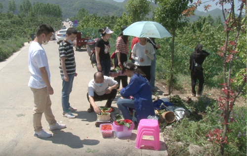 城关镇八里村樱桃采摘游火爆