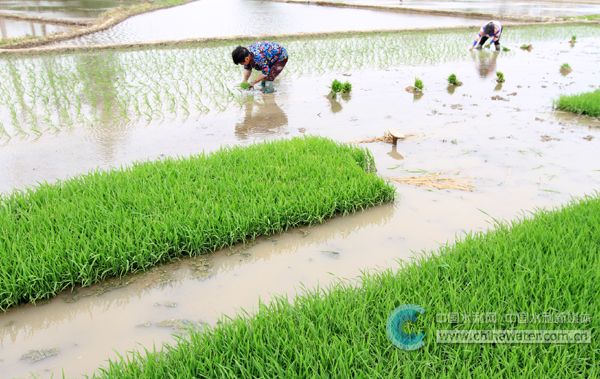 房县：水管员管水 “盘活”10余万亩农田