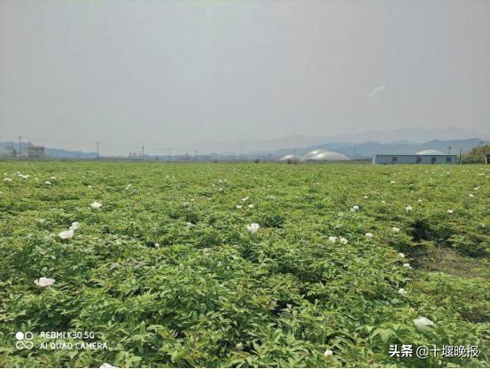 房县：生态农业助脱贫 党建引领谋振兴