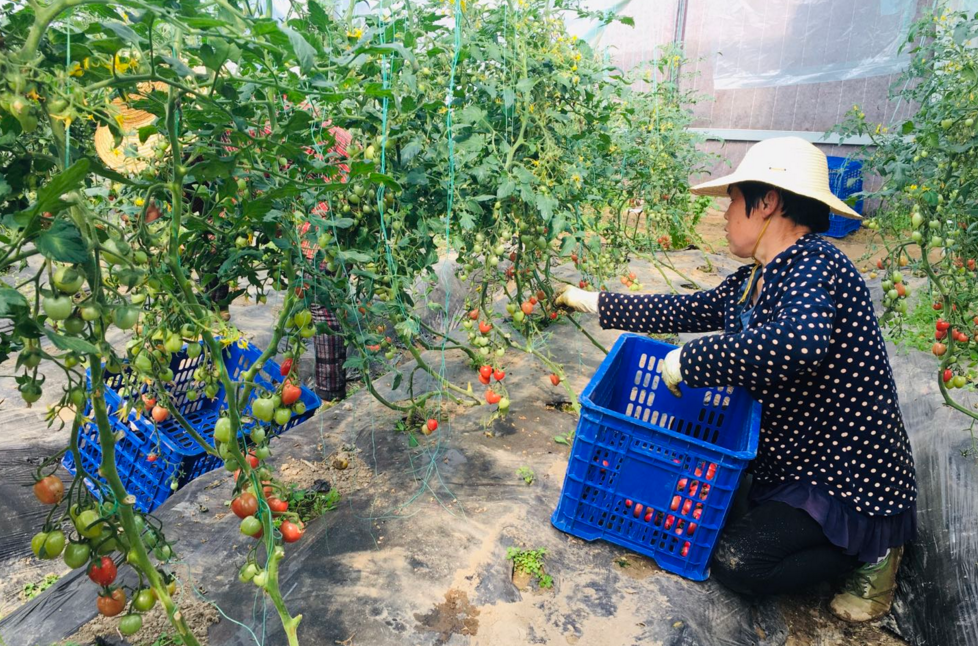 化龙堰镇：抓实“五个围绕” 着力打造“果蔬小镇”