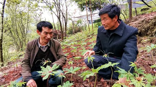 《我的脱贫故事》之一 袁文军 ：七叶一枝花“开”出脱贫路