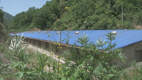 “猪老板”文金红：甩帽脱贫  活出精彩