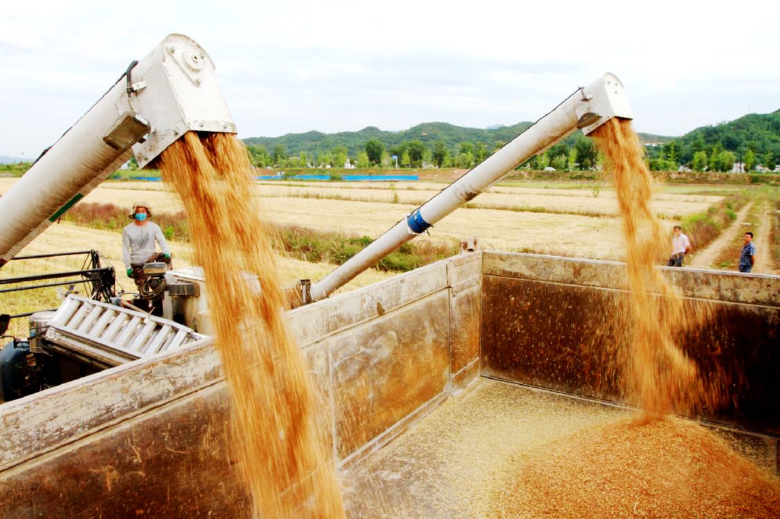 夏粮夏油喜获丰收