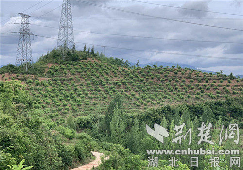 房县：坚持生态立县 实现绿色崛起