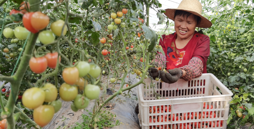 房县特色产业带动农民增收