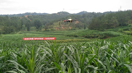 我县全面防控草地贪夜蛾
