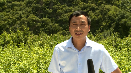 《记者走基层》姚坪乡化口村：   采收银杏叶 收获新希望