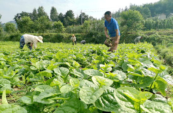 红塔镇邹家院村：“党支部+电商+农户”模式壮大村集体经济