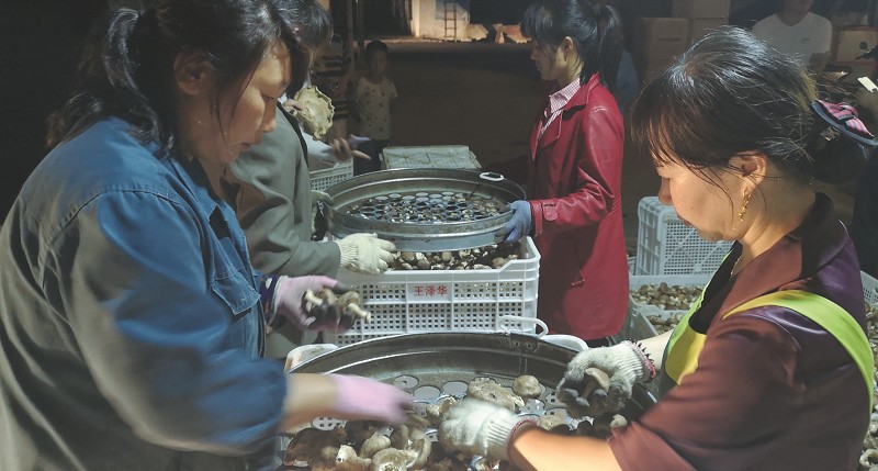 小香菇成大产业