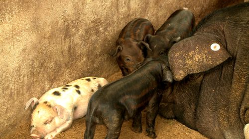 《我的脱贫故事》刘道富：“闲”不住的人