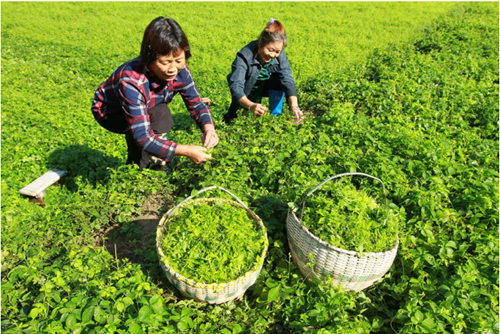 房县中药材产业“三金”模式铺就群众致富路