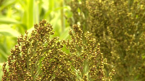 《记者走基层》中坝乡：酿制高梁酒  拓宽增收路