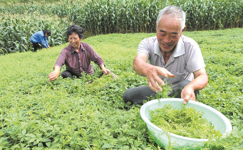 特色产业 强县富民
