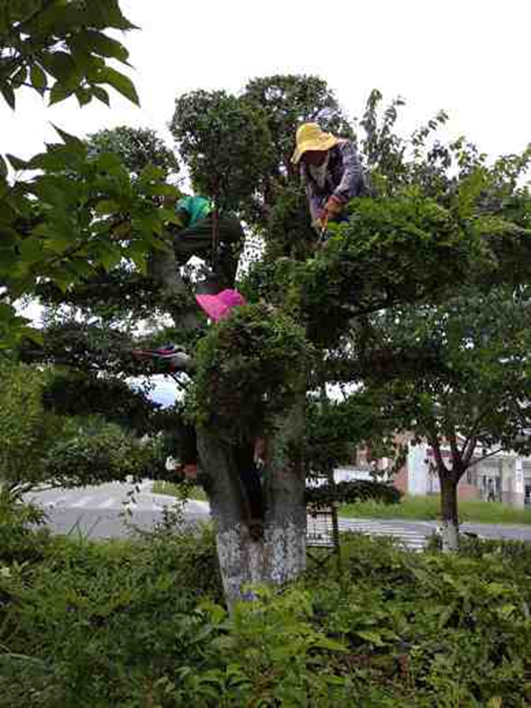 房县市政园林局扎实开展夏季绿化养护工作