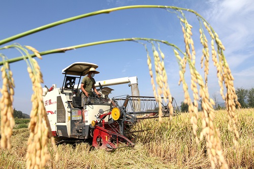 房县：灌区“解渴”定格水稻丰收