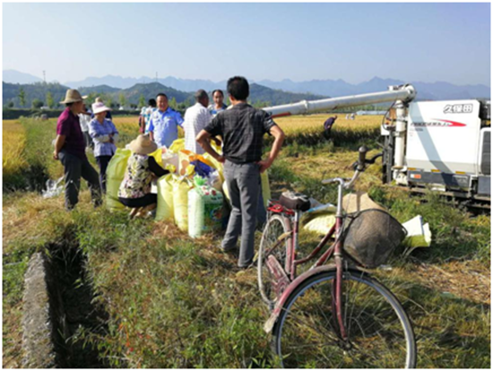 军店镇：稻香秫熟暮秋天，阡陌纵横万亩连