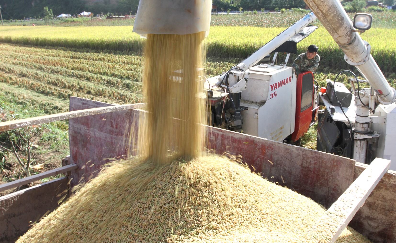 我县粮食喜获丰收