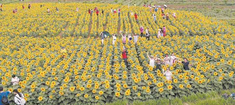 党建引领兴产业 凝心聚力强乡村