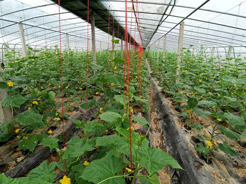 北京房县商会会长付海兵一行来房考察生态农业建设