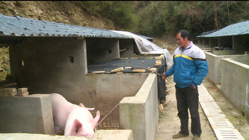 曹祥辉：养殖生态鸡 开启致富门