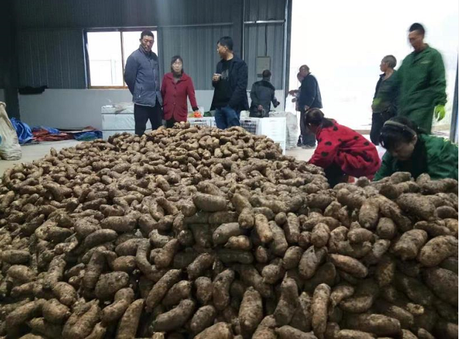 万峪河乡人勤春早谋产业，田间地头强根基