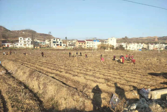 军店镇：人勤春早种药忙