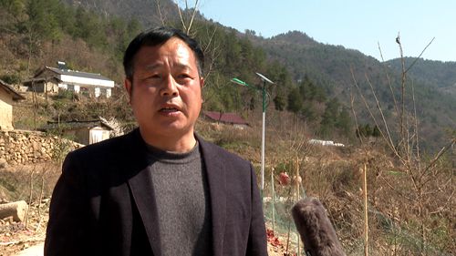 青峰镇中堰河村：烟叶育种忙