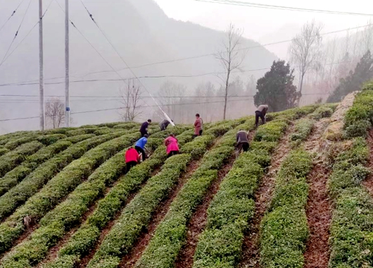 房县姚坪乡：抢春耕、抓农时、兴茶叶