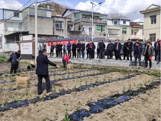 窑淮镇茶叶产业拉练激活乡村振兴源动力