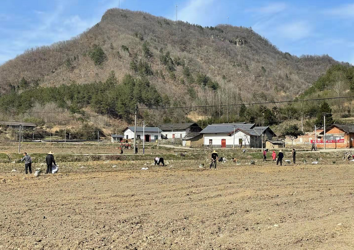 化龙堰镇：舞活产业“龙头”  助力乡村振兴