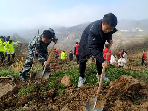 青峰镇: 开展植树活动 共筑绿色家园
