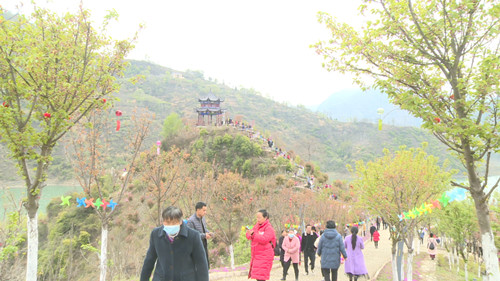 姚坪乡：樱花岛盛大开园 引得四方游客纷至沓来