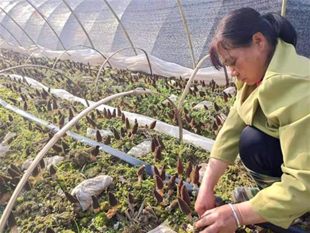 房县三海村羊肚菌撑起“致富伞”