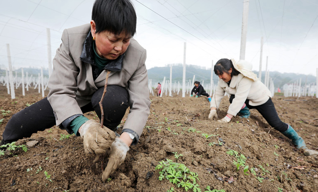 舞活产业“龙头”