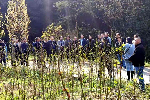 全县银杏产业推进暨春季管理座谈会召开