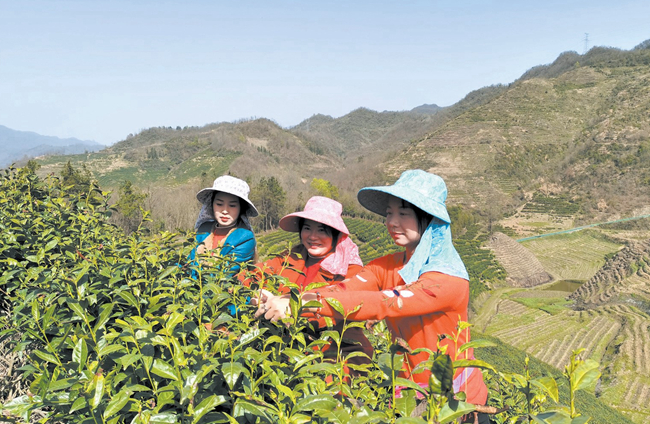 茶园飘茶香 茶农采茶忙