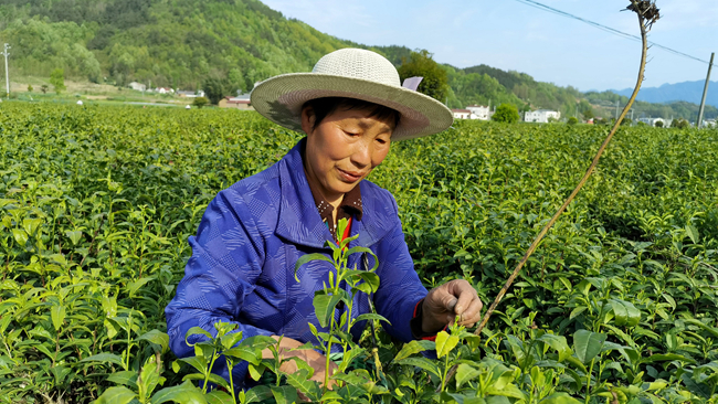 窑淮镇：采茶女家门口打工好挣钱
