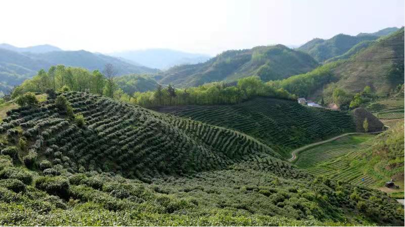 房县窑淮镇：茶旅融合 吸引游客接踵来