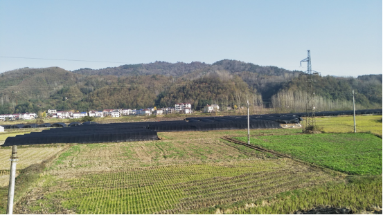 县人社局驻门古寺镇马家河村乡村振兴工作队： 培育优势产业  “撑腰”乡村振兴