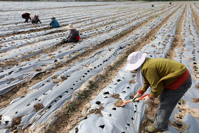 房县：中药材“名扬”海外