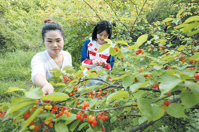 樱桃红了日子甜