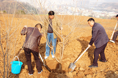 房县城关镇一枚樱桃的乡村振兴之路