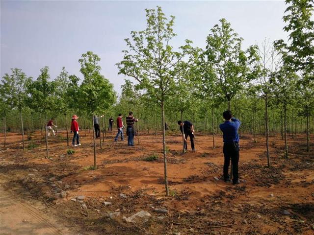 湖北35家单位入选全国首批苗木信息采集点