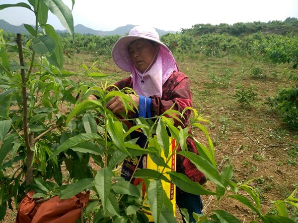 化龙堰镇黄桃“穿新衣”