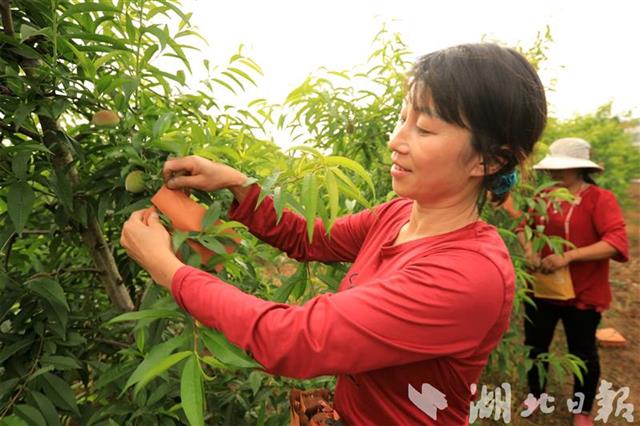 房县荒山变“金山银山”