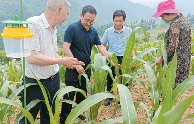 房县：科学防控农作物害虫